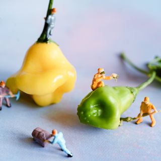 A close-up macro view of Aji Fantasy Hot Peppers with little construction worker figurines on a light background.