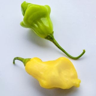 A couple of Aji Fantasy Hot Peppers on light background.