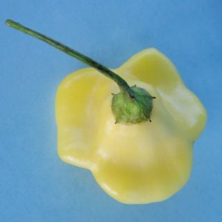 An overhead view of a single Aji Fantasy Hot Pepper on blue background.