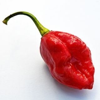 A single Moruga Sweet Pepper on a white background.