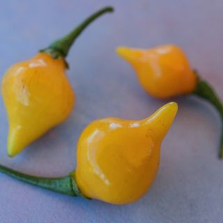 Three Biquinho Yellow Peppers on blue/purple background.