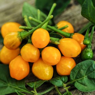 Close-up Aji Charapita with foliage