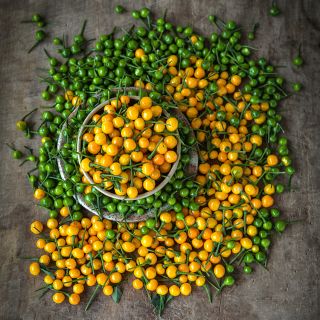 Aji Charapita fruit in varying maturity states.