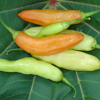 Aji Cristal Peppers on large leaf.