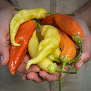 Aji Cristal Peppers in varying colors in gardeners hand.