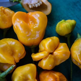 Aji Mango Peppers on blue background.