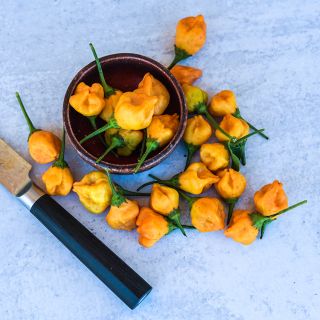 Aji Mango Peppers in bowl on blue background.
