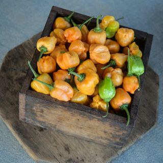 Aji Mango Peppers in wooden box.