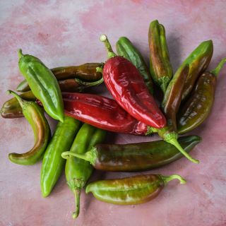 Anaheim Peppers at varying maturity states.