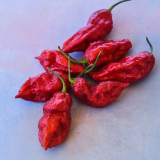 Bhut Jolokia Red on light pinky/purple background.