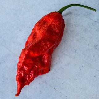 Bhut Jolokia Red on blue/grey background.