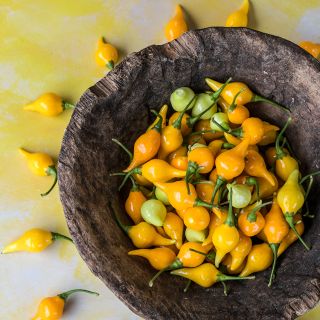 Biquinho Yellow Peppers in wooden bowl on yellow background.