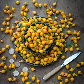 Biquinho Yellow Peppers with coins for reference and paring knife.