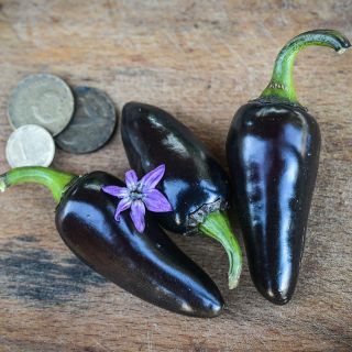 Close-up Black Hungarian Peppers with coins for size reference.