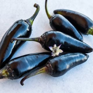 Black Hungarian Peppers with blossom on white background.