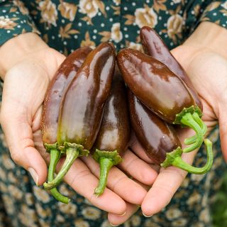 Brown Jalapeno peppers held in gardeners hand.