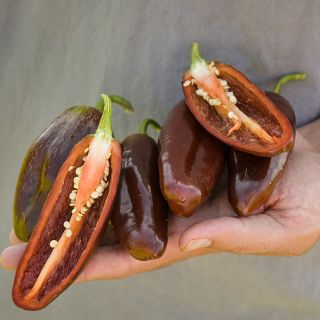 Brown Jalapeno peppers, whole and halved, held in hand.