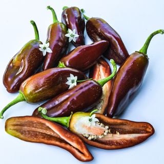 Brown Jalapenos with white blooms on light blue background.