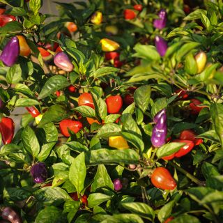 Chinese Five Color Pepper growing in garden.