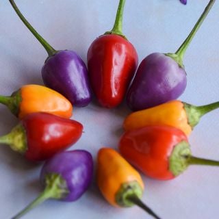 Chinese Five Color Pepper ring on light background.