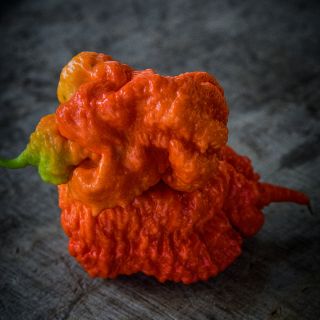Close-up Death Spiral Peppers on dark background.