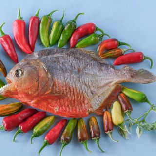 Fish Pepper with piranha on light blue background.