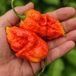 Apocalypse Scorpion Peppers in gardeners hand.