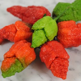 Apocalypse Scorpion Pepper in multiple shades on marble countertop.