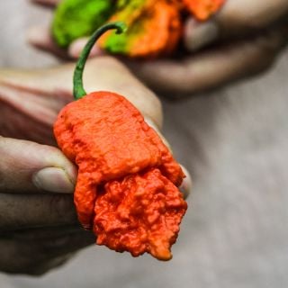 Close-up Apocalypse Scorpion Pepper showing fantastic details.