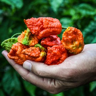 Apocalypse Scorpion Peppers in gardeners hand in garden.