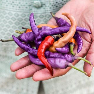 Buena Mulata Peppers in varying shades in hand