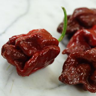 Chocolate Trinidad Scorpion
