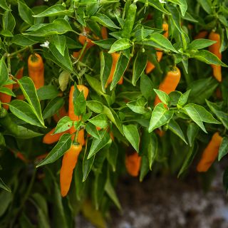 Datil Peppers still on plant in garden.