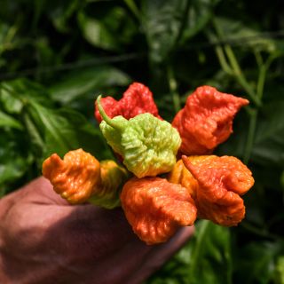 Death Spiral Peppers picked fresh from garden