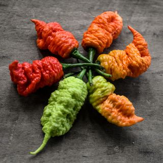 Death Spiral Pepper in star arrangement showing multiple shades.