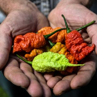 Handful Death Spiral Peppers in shades of green, yellow, orange and red.