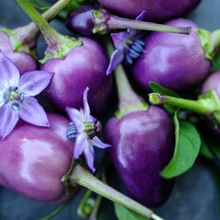 Close-up Filius Blue Peppers with flowers.
