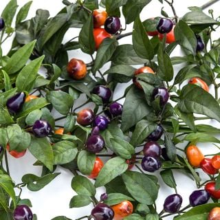 Filius Blue Peppers still attached to foliage.
