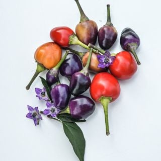 Filius Blue Peppers in varying states of maturity on white background.