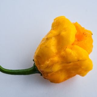 Close-up Jamaican Scotch Bonnet Pepper on light background.