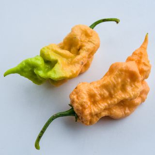 Duo Jay's Peach Bhut Jolokia.