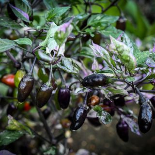 Jigsaw Peppers still on plant in garden.