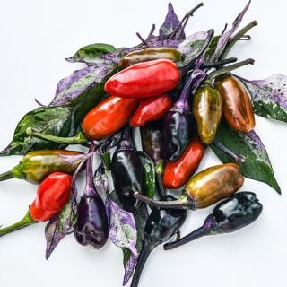Jigsaw Peppers in various colors with foliage on white background.