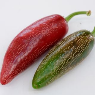 Tam Jalapenos ripe, showing ripples on white background.