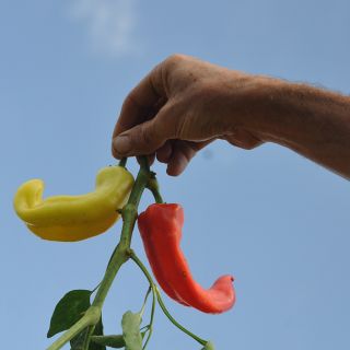 Hungarian Hot Wax Peppers suspended in air.