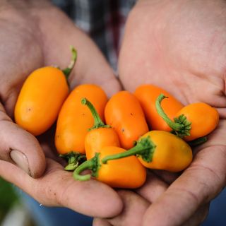 Pumpkin Spice Jalapeno in gardeners hand.
