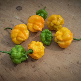 Jamaican Scotch Bonnet Peppers