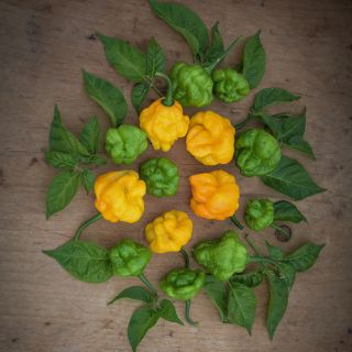 Jamaican Scotch Bonnet Peppers in decorative arrangement.