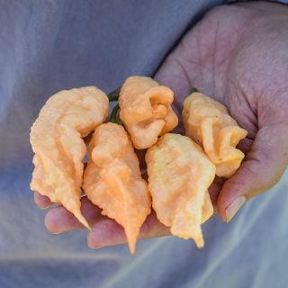 Handful Jay's Peach Bhut Jolokia
