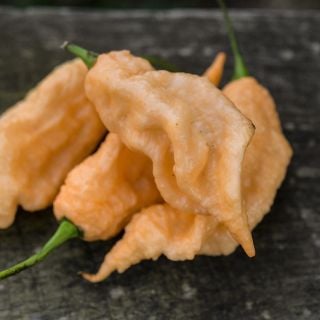 Jay's Peach Bhut Jolokia